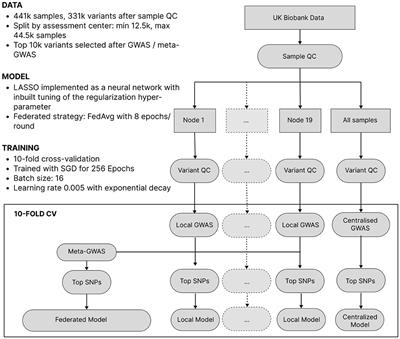 Efficacy of federated learning on genomic data: a study on the UK Biobank and the 1000 Genomes Project